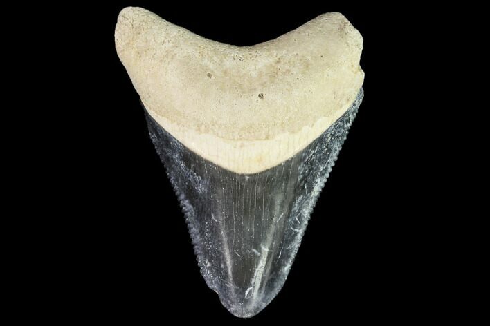 Fossil Megalodon Tooth - Florida #108394